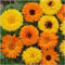 800 graines, CalendulaPacific Beauty mélange (Calendula officinalis) Graines non-OGM par les semences et les fermes