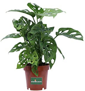 pianta di Monstera Monkey Leaf pianta di Monstera Adansonii monstera da interno pianta vera venduta da eGarden.store
