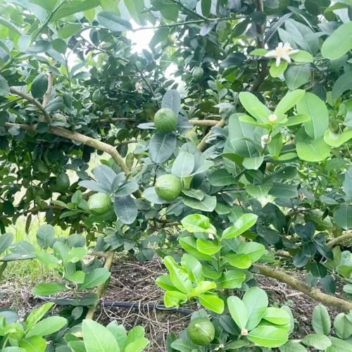 semi resistenti di limone - decorazione da giardino per esterni piante rampicanti resistenti semi biologici vecchie varietà piante decorative da albero frutto giardino biologici per 55pcs