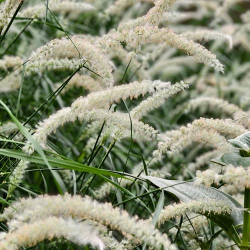 elefantengras winterhart mehrjährig sichtschutz elefantengrassamen schattenpflanzen garten winterhart gartenpflanzen für draußen ziergras 500pcs