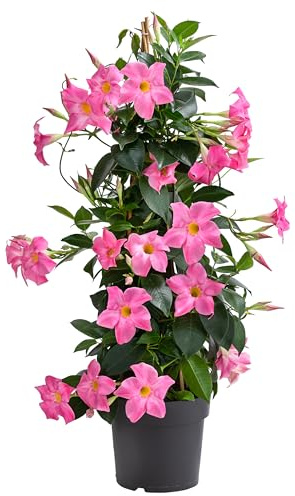 Dehner Dipladenie, Pyramidenform, rosa Trichterblüten, ca. 70-80 cm, Ø Topf 17 cm, Kletterpflanze