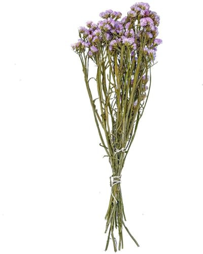 Naturosphère - Décoration Naturelle C41 - Bouquet de Fleurs séchées Statice sinuata Lilas Clair - 45 cm