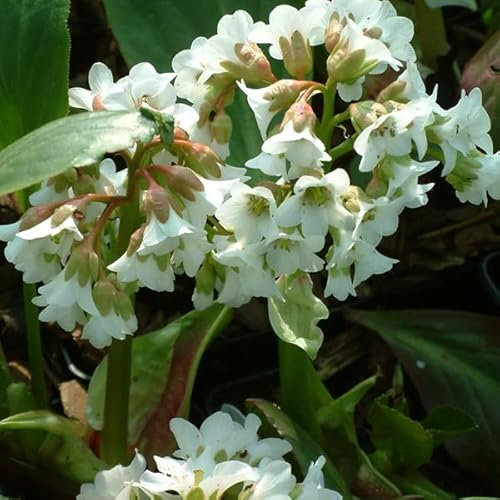 12 unità Bergenia 'Bressingham White' - Bergenia Vaso 9x9cm ±1 m² - Fiori Bianchi Purissimi, Perfetto per Giardini Ombrosi e Bordure
