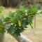 50 Pcs Rotbuche Pflanze Samen - Rotbuche Baum Kaufen Samen, Gartenpflanzen Winterhart Mehrjährig Rotbuche Samen, Bio Samen Alte Sorten, Baum Pflanzen Immergrüne Pflanzen Winterhart
