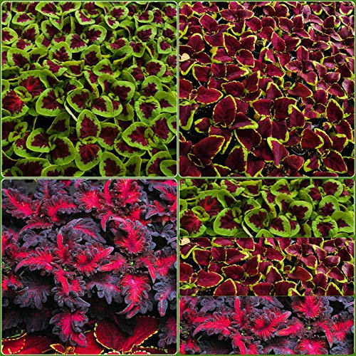 Growtanical's Shade Loving Coleus Mixed Plug Plants - 6 Plants