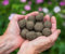 Seedballs 25stück *MadeInGermany* unterstützt von regionaler Behindertenwerkstätte - nachhaltige Geschenke | Samenbomben, Blumensamen, Samenkugeln, Blumenkugeln (25stück - Bienenstaatsbankett)