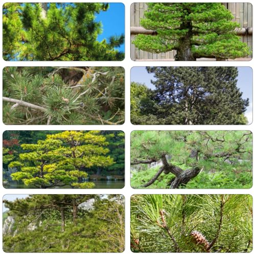 Schwarzkiefer gartenkräuter kletterpflanze dekopflanzen deko büro topfpflanzen echt blumengarten gartenpflanze balkongewächshäuser baumsamen zimmerbonsai bonsai pflanztopf 250samen