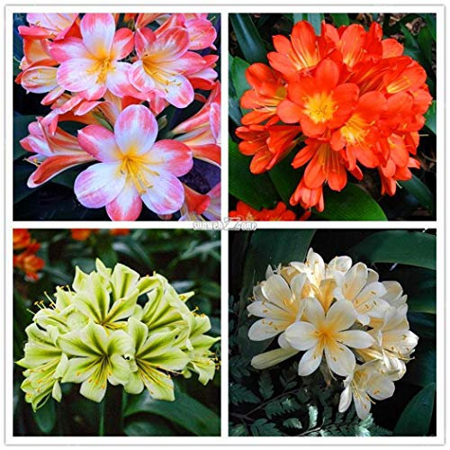 Portal Cool 10 Samen der Agave Obscura, Sukkulenten, Kakteen, Sukkulenten Samen C