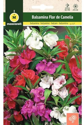 Mascarell Graines, BalSAMINE - Fleur de Camélia (Miramelidos) Graines Fleurs Extérieur pour Décoration 2 g