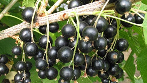 RIBES NERO VASO 1 LITRO