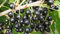 RIBES NERO VASO 1 LITRO