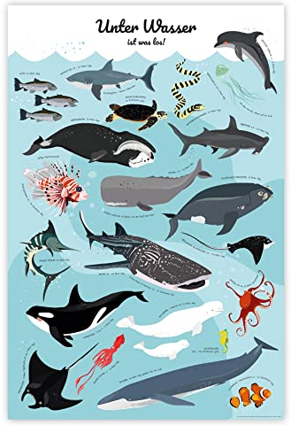Meerestiere Poster Unter Wasser ist was los! (61cm x 91,5cm)