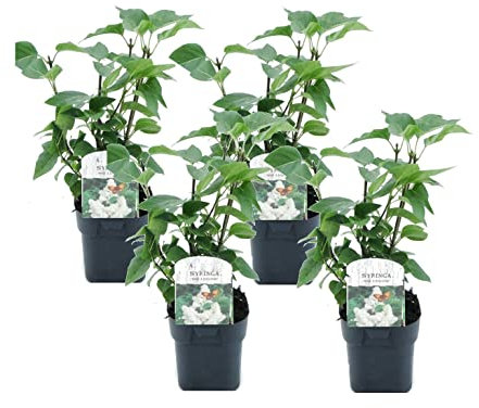 Plant in a Box - Set di 4 - Syringa Mme Lemoine- lilla - Vaso 17cm - Altezza 25-40cm