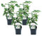 Plant in a Box - Set di 4 - Syringa Mme Lemoine- lilla - Vaso 17cm - Altezza 25-40cm