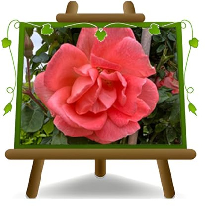 Rosa Rampicante Antica Arancio Salmone Profumata | Pianta Ornamentale - Profumata per Pergolati e Giardini Altezza 170–200 cm