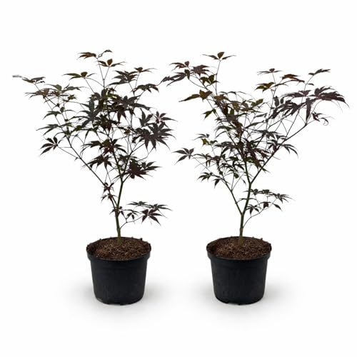 Acer palmatum Bloodgood japanischer Fächerahorn 19cm Topf 2er Set
