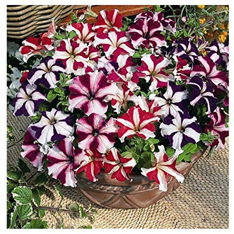 PREMIER SEEDS DIRECT - PETUNIA - NANA COMPACTA - STARS MIXED - 2500 SEEDS