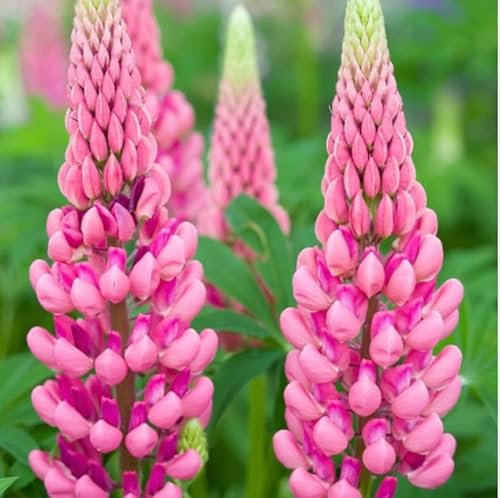 10 x Lupin Russel Pink Chatelain Plug Plants Hardy Perennial Flower