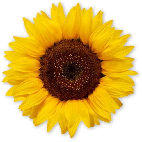 younikat Aufkleber Sonnenblume | 20 cm | selbstklebende Folie Sticker Deko I dv1511