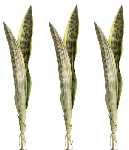 3 piante artificiali Sansevieria alte 58 cm, finta pianta serpente per interni ed esterni, decorazione per casa, giardino, ufficio, negozio
