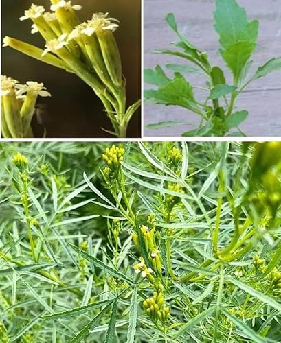 1 Pack of 50 SEEEDS Mexican Marigold | Tagetes Minuta