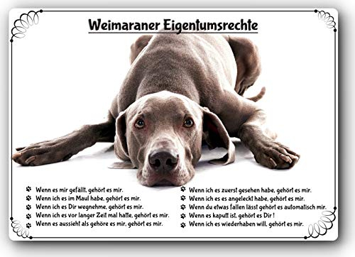 Merchandise for Fans Blechschild/Warnschild/Türschild - Aluminium - 20x30cm Eigentumsrechte Motiv: Weimaraner (02)