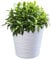 KADAX Pot de Fleurs en Plastique avec Soucoupe Incorporée, Pot de Plantes avec Conception Raffinée pour la Décoration d'Intérieur (17 cm, Blanc)
