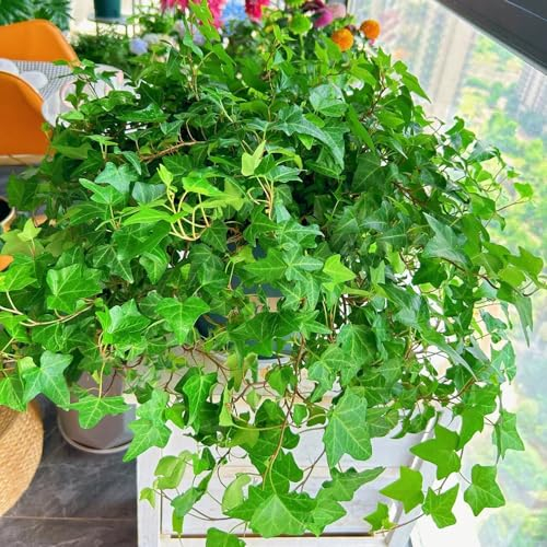 20 pcs efeu samen schnellwachsend exotische pflanzen topfpflanzen für draußen (Hedera nepalensis) kübelpflanzen winterharte stauden für pralle sonne zimmerpflanzen samen gartenpflanzen