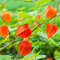 Bio Lampionblume, orange, Topf 11x11 cm, 3 Pflanzen
