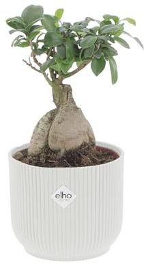 KENTIS - Bonsai Ficus Ginseng/Retusa - Pianta Vera - H 20-30 cm e Vaso Ø 12 cm