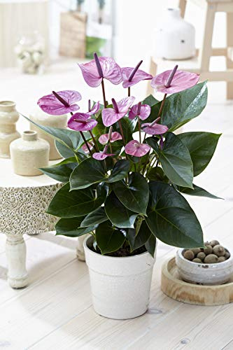 3 x Gardeners Dream Tropische Lila Flamingo Zimmerpflanzen - Echte Anthurium Pflanzen Deko - Natürliche Blühende Pflanze in 13 cm Keramiktopf - Pflegeleichte Zimmerpflanze - Indoor Plants