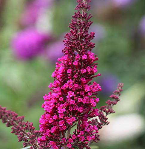 Sommerflieder Miss Ruby 80-100cm - Buddleja