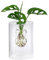Dehner Waterplant Fensterblatt, Monstera adansonii, Wasserpflanze im Glas, Ø 10 cm, Höhe 30 cm, Zimmerpflanze