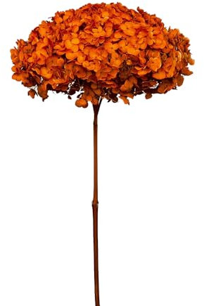 Ortensia Annabelle Pz 1 Essiccata Naturale Decorazioni Composizione Floreale (Arancione)