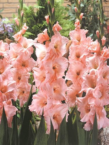 Gladiolus Bulbs, Potted/Plants/Rhizome/Ornamental/Resistant/Bedding/Gorgeous,Hardy Perennial,Canna Plants UK, Excellent Display-5bulbs-B