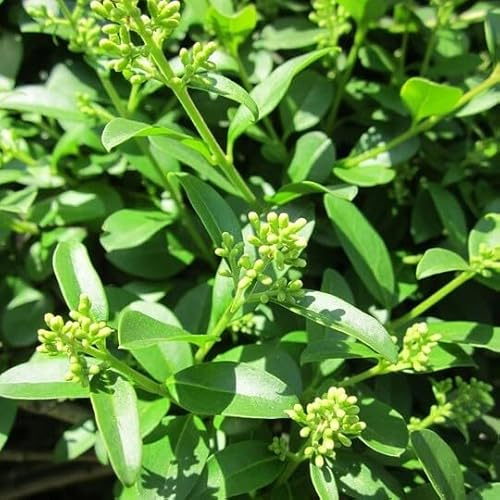 Wintergrüner Liguster Ligustrum vulgare Atrovirens Heckenliguster wurzelnackt 10 Pflanzen im Bund