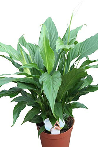 Planta de interior - para la casa o la oficina Planta -Spathyphyllum - Plantas grandes y tupidas de aproximadamente 55cm de altura - Lirio de paz