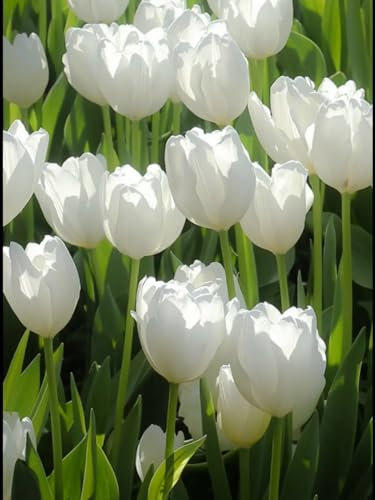 Tulpen zwiebeln Winterhart Mehrjährig Eine Starke Pflanze Mit Gutem Gemischt Wachstum