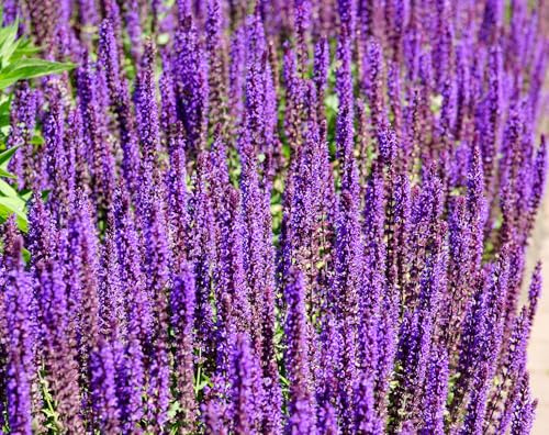 Hain-Salbei – Salvia nemorosa – Aromatisch & Mehrjährig – 250 Samen | Freude für Bienen und Garten