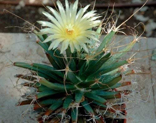 Agave cactus (Leuchtenbergia principis) 10 semi