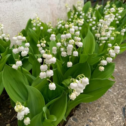 150 piezas semillas de lirio de los valles, regalos de jardín, jardín de flores, Convallaria majalis, Semillas de flores de regalo para invitados, cama con balcón Semillas de flores