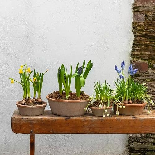Round Terracotta Dish Planter, Shallow Succulent Plant Pot, Redstone Weathered Terracotta Plant Pot, Aged Stone Rustic Pot, Weathered Seeds Bulb Crocus Pot Planter, 4 Sizes (30 x 10.5cm)