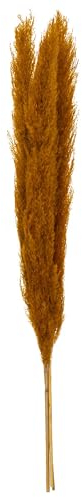 Atmosphera - Set de 3 Fleurs séchées Pampa Naturelle - Ocre H110 cm