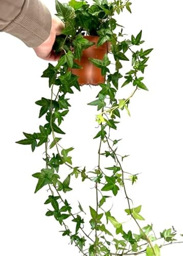 Hiedra Natural Planta Trepadora y de Riego Moderado