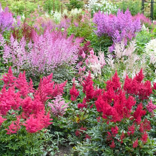 Bloomique - 6er-Set - Astilbe Fanal - Prachtspiere - Gartenpflanze - Reichblühend - Winterhart - Mehrjährig - Höhe 10-20 cm - Topf 9 cm