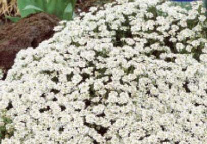 Stk - 15x Frisch Weiße Schleifenblume (Iberis sempervirens) Garten KS604 - Seeds & Plants Shop by Ipsa