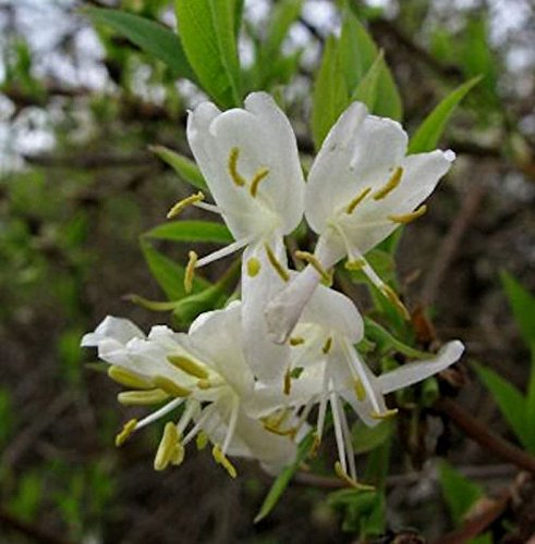Winter Heckenkirsche 40-60cm - Lonicera purpusii