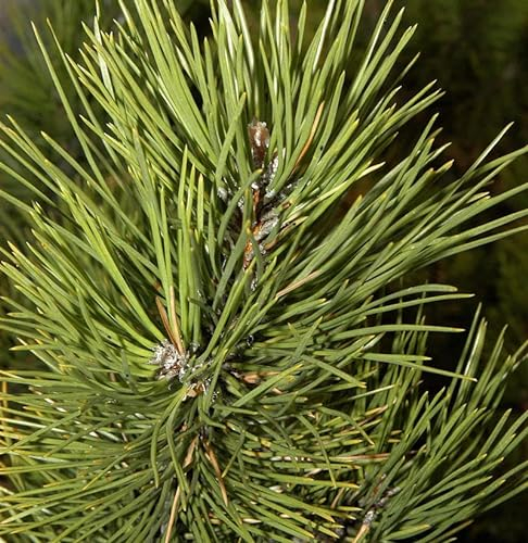 Österreichische Schwarzkiefer Select 70-80cm - Pinus nigra - Gartenpflanze