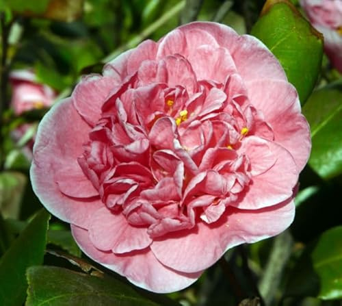 Vivaio Garden Forest Camelia Japonica California Vaso 18 cm H 90 cm | Arbusto Sempreverde, A Fiori, Pianta Ornamentale, Da Giardino