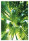PICSonPAPER Poster Green Bamboo, sans cadre, format DIN A4, décoration murale, impression artistique, impression d'art (bambou, format DIN A4)